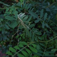 Tephrosia noctiflora Bojer ex Baker